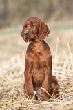 SETTER IRLANDAIS 454